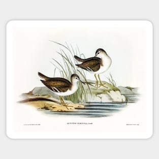 Fairy Sandpiper Sticker